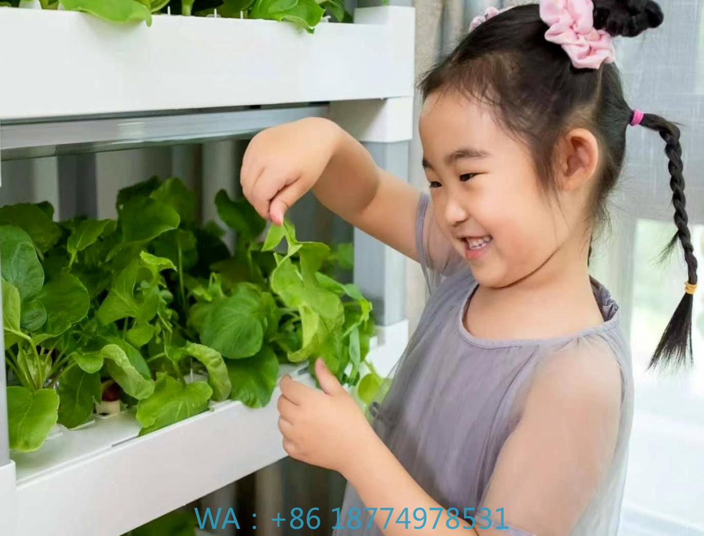 nt China Hydrokultur Grow Box  - Diy Home Automation System avaliação e preço