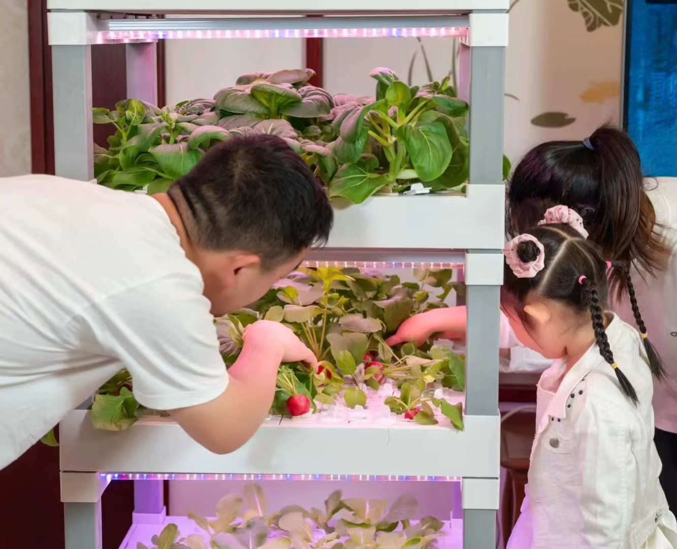 nt China Hydrokultur Grow Box  - Diy Home Automation System avaliação e preço