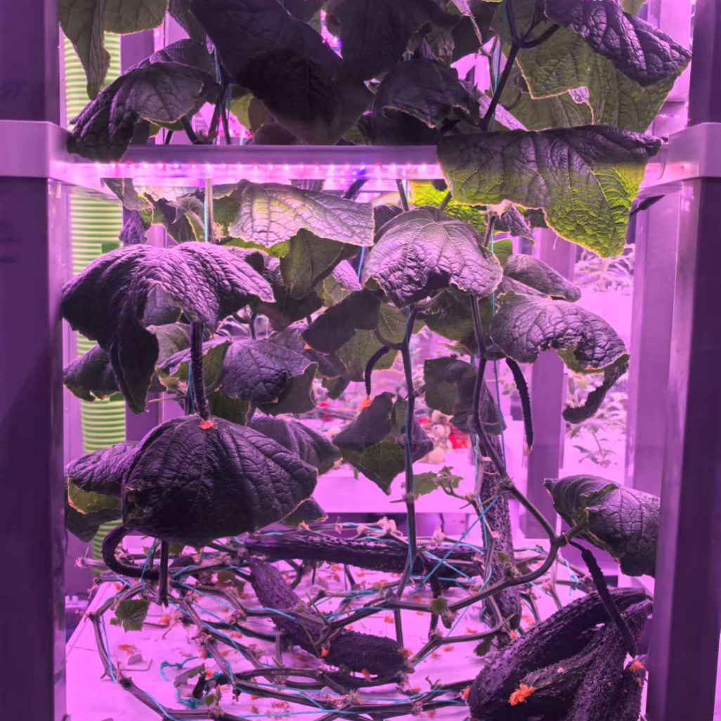 nt China Hydrokultur Grow Box  - Diy Home Automation System avaliação e preço
